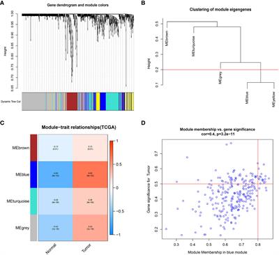 Molecular subtype identification and signature construction based on Golgi apparatus-related genes for better prediction prognosis and immunotherapy response in hepatocellular carcinoma